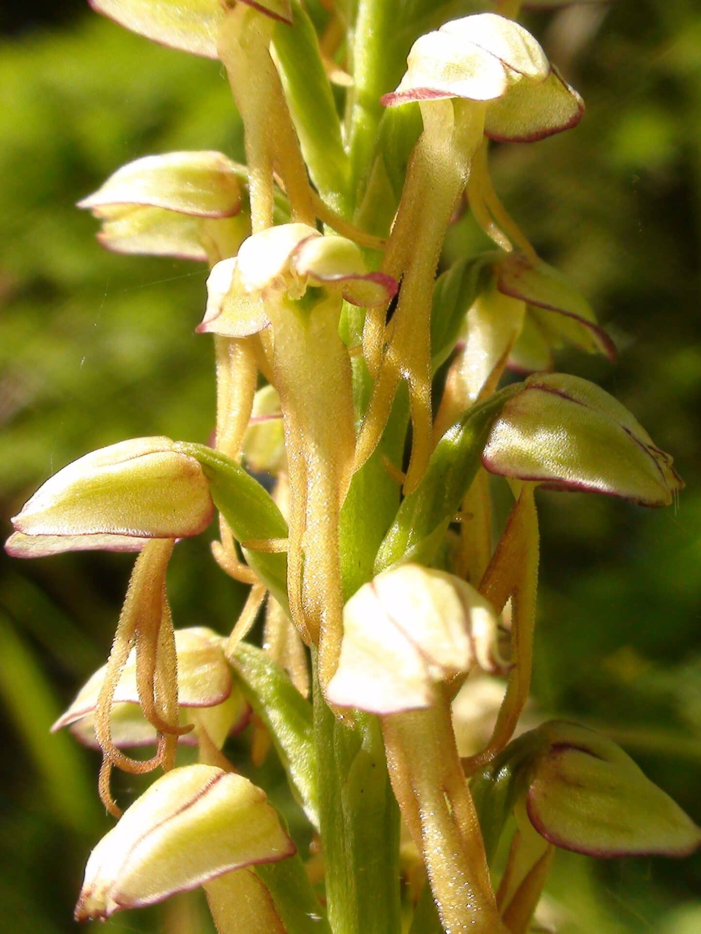 <i>Orchis antropophora</i>