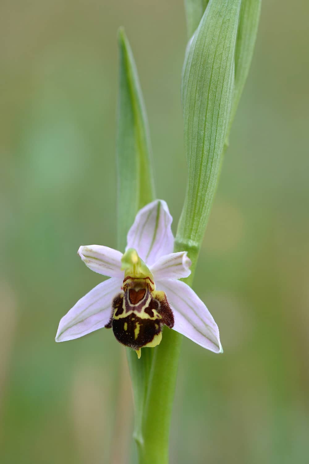 <i>Ophrys apifera subsp botteronii</i>