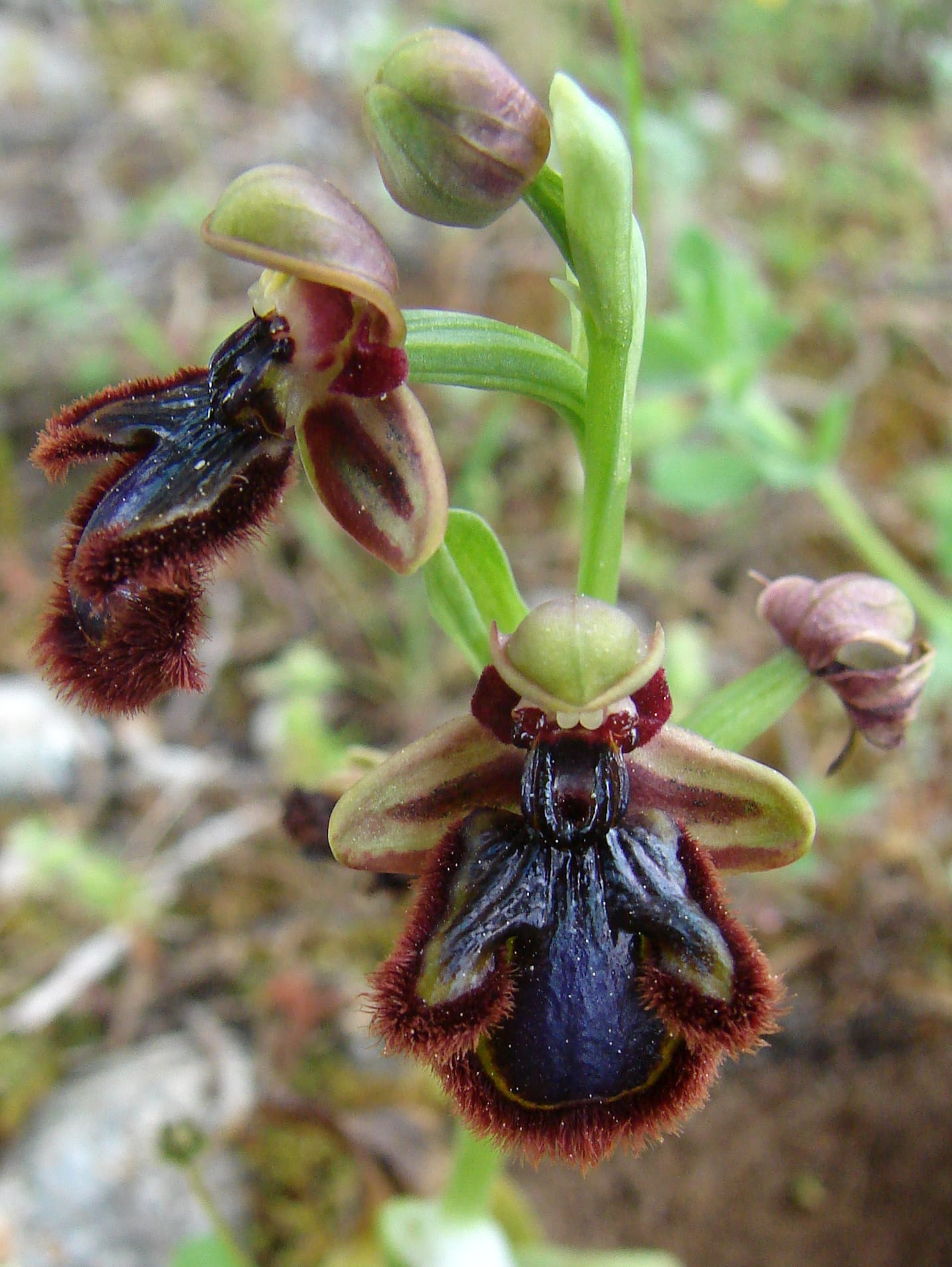 <i>Ophrys speculum</i>