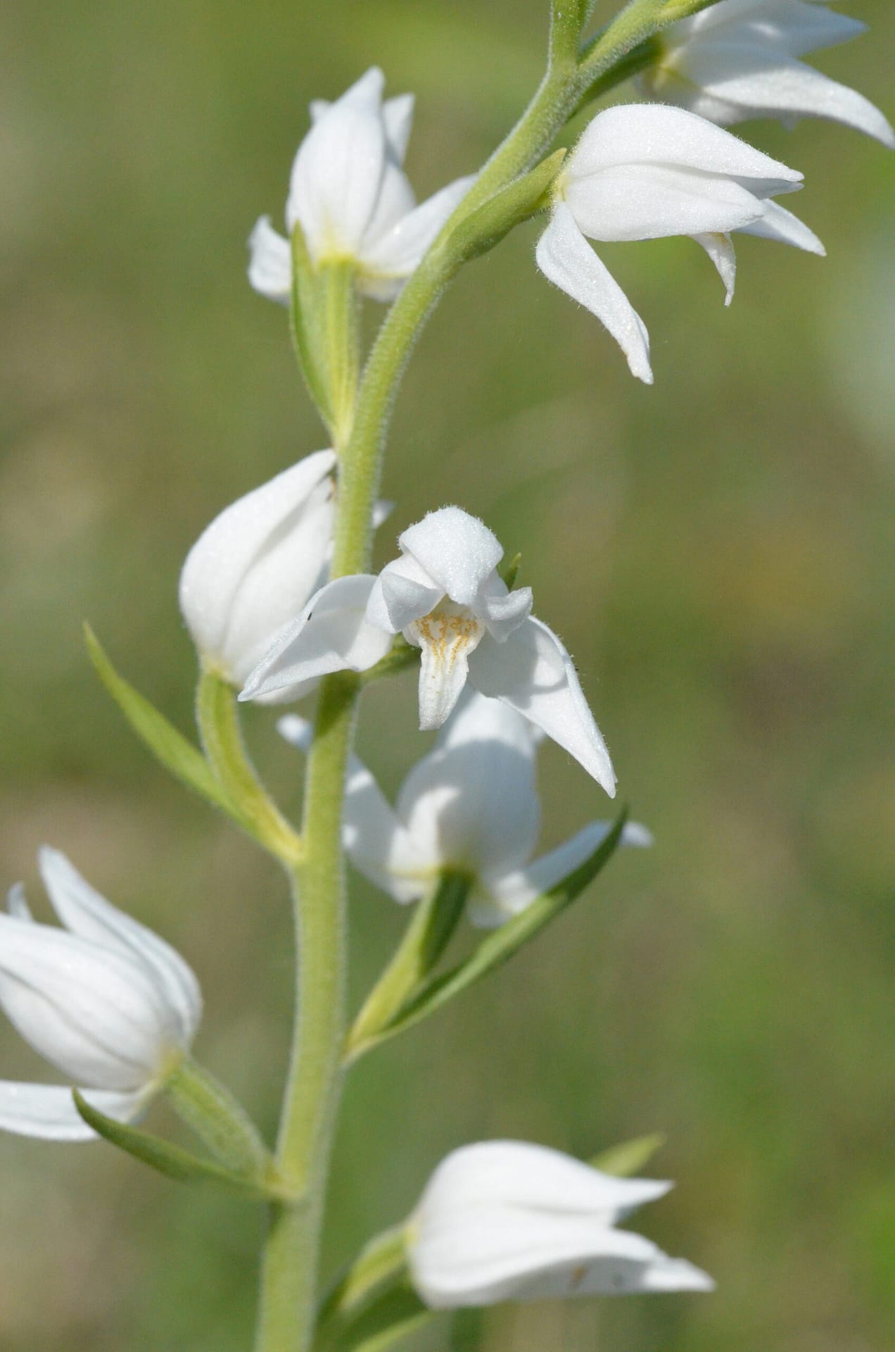 <i>Cephalanthera rubra alba</i>