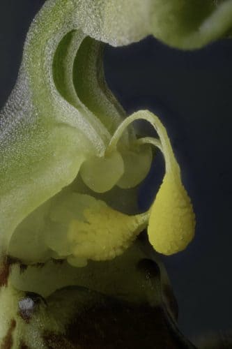 ophrys apifera jac kleynen